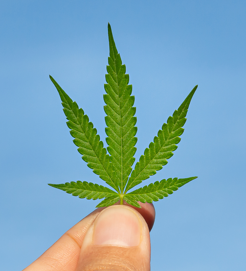 Mr Nice: Eine absolute Cannabis-Legende